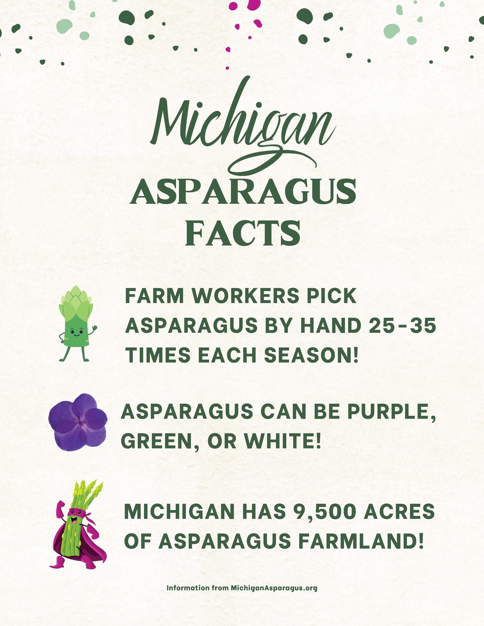 Michigan ASPARAGUS FACTS FARM WORKERS PICK ASPARAGUS BY HAND 25-35 TIMES EACH SEASON! ASPARAGUS CAN BE PURPLE,GREEN, OR WHITE! MICHIGAN HAS 9,500 ACRESOF ASPARAGUS FARMLAND!
